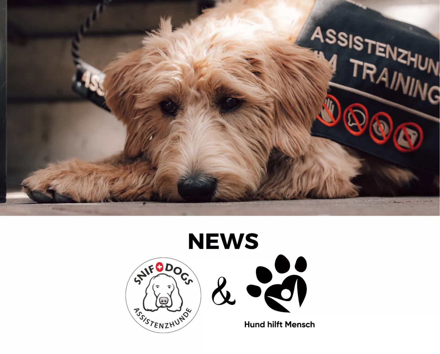 Neue Zusammenarbeit: SNIF Dogs & Hund hilft Mensch